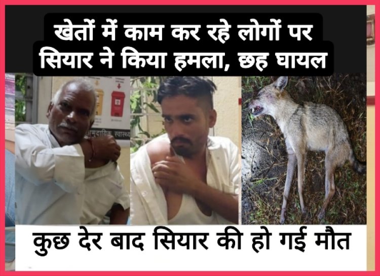 सियार ने लोगों व पशुओं पर किया हमला, बालिका सहित छह व्यक्ति घायल