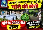 सरकारी जमीन पर की जा रही थी गांजे की खेती, गांजे के 2948 पौधे जब्त, खेती करने वालों का नहीं चला पता, तलाश जारी