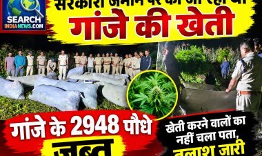 सरकारी जमीन पर की जा रही थी गांजे की खेती, गांजे के 2948 पौधे जब्त, खेती करने वालों का नहीं चला पता, तलाश जारी
