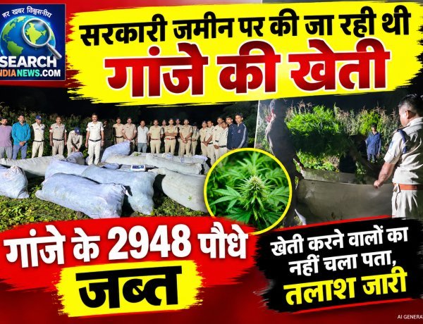 सरकारी जमीन पर की जा रही थी गांजे की खेती, गांजे के 2948 पौधे जब्त, खेती करने वालों का नहीं चला पता, तलाश जारी