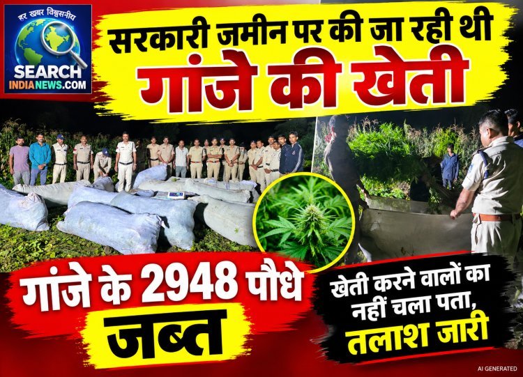 सरकारी जमीन पर की जा रही थी गांजे की खेती, गांजे के 2948 पौधे जब्त, खेती करने वालों का नहीं चला पता, तलाश जारी
