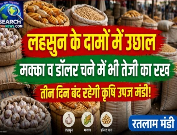 लहसुन के दामों  में उछाल, मक्का व डॉलर चने में भी तेजी का रूख, तीन बंद रहेगी कृषि उपज मंडी